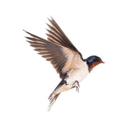 Barn Swallow Flying wings spread, bird, Hirundo rustica, flying against white backgroundの写真素材