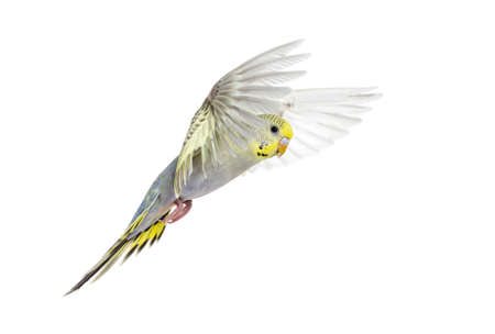 grey rainbow Budgeriar bird flying wings spread, isolated on whiteの写真素材
