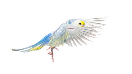 Side view of Budgerigar bird flying,  blue rainbow colloration,isolated on whiteの写真素材