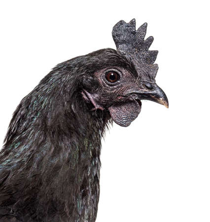 portrait of Ayam Cemani hen, isolated on whiteの写真素材