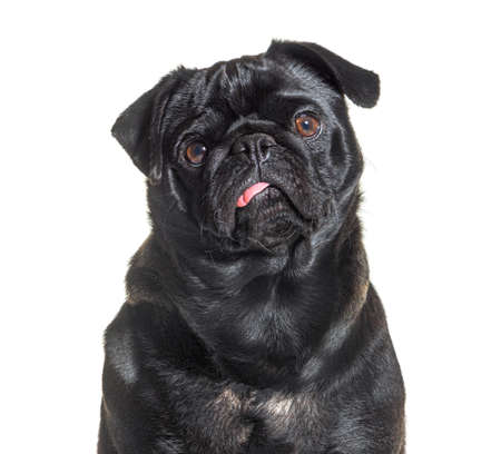 portrait of a Black Pug dog facing, showing its tongue, isolated on whiteの写真素材