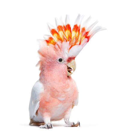 portrait of a crest spread Major Mitchell's cockatoo, Lophochroa leadbeateri, isolated on whiteの写真素材