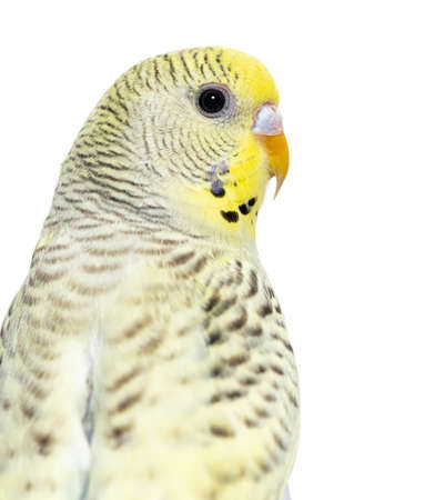 Portrait, head shot, gray rainbow Budgeriar isolated on white