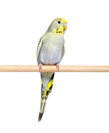 Budgeriar â gray rainbow on a wooden perch isolated on whiteの写真素材