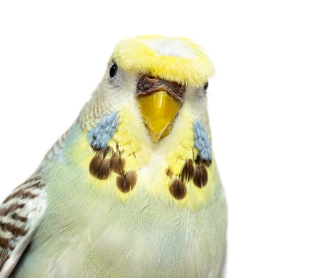 Portrait close-up of a Budgerigar gray crested head isolated on whiteの写真素材