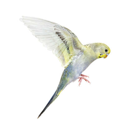 gray rainbow Budgeriar bird flying wings spread, isolated on whiteの写真素材