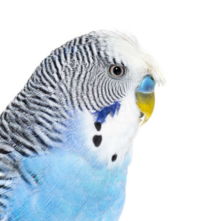 side view of Blue crested Budgerigar head shot macro, isolated on whiteの写真素材