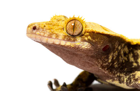 head shot of a Crested gecko, Correlophus ciliatusの写真素材