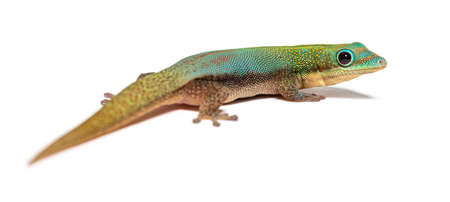 Gold dust day gecko, Phelsuma laticauda, Isolated on whiteの写真素材