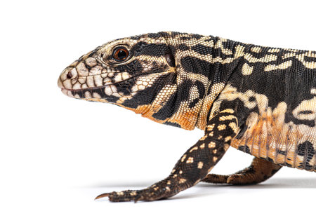 Argentine black and white tegu, head shot, isolated on whiteの写真素材