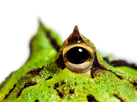 detail of the Argentine horned frog eye, Ceratophrys ornata, isolated on whiteの写真素材