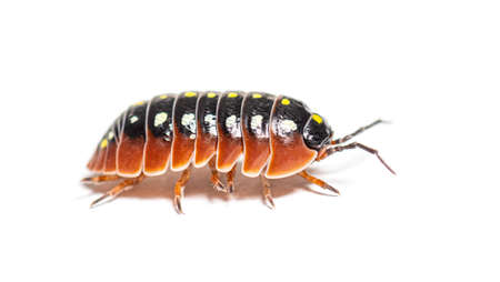 woodlouse, Armadillidium klugii, isolated on white