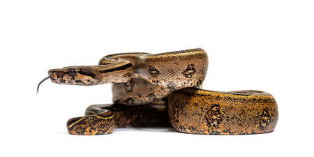 Black stripe boa constrictor sticking the tongue out, isolated on white