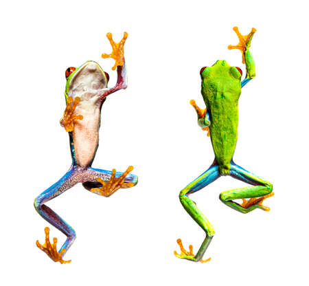 bottom and high view of a Red-eyed tree frog walking, Agalychnis callidryas, isolated on whiteの写真素材