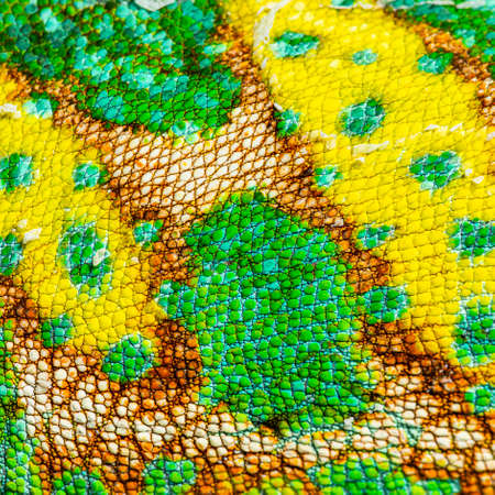 Macro, detail of a veiled chameleon skin and scales, Chamaeleo calyptratusの写真素材