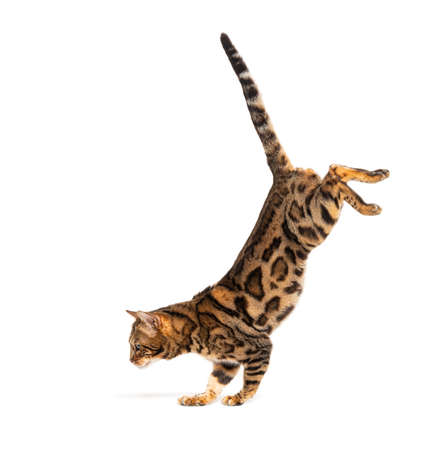 Side view of a Bengal cat jumping down, isolated on whiteの写真素材