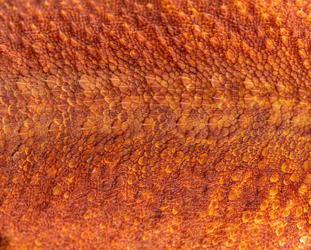 Macro view on pogona super extrem red super transparent scales, skin