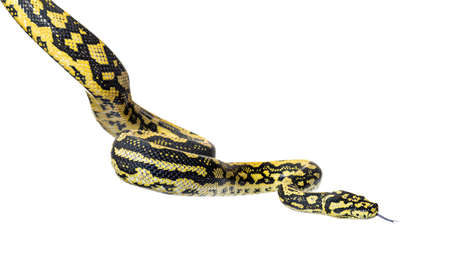 Snake hanging in the air sniffing tongue out, Jungle carpet python, Morelia spilota cheynei,...