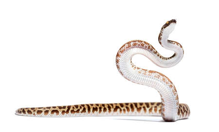 Children's python, Antaresia childreni, isolated on whiteの写真素材