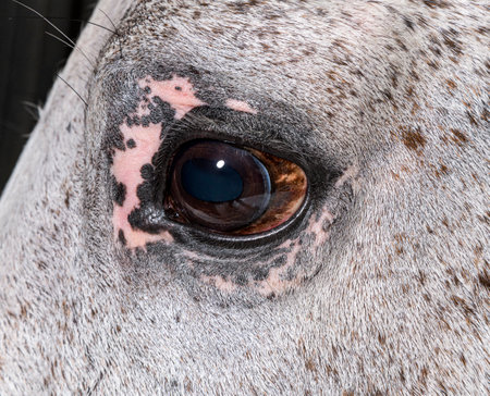 Close-up on the eye of a Lusitano horseの写真素材