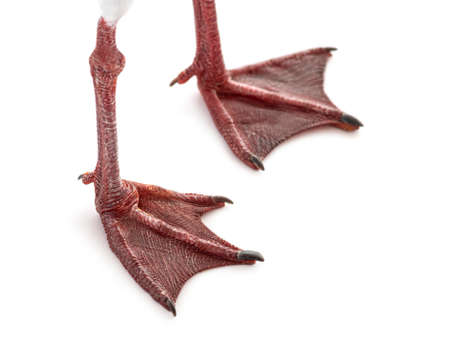 Close up on webbed foot of a black-headed gull, Chroicocephalus ridibundus, isolated on whiteの写真素材