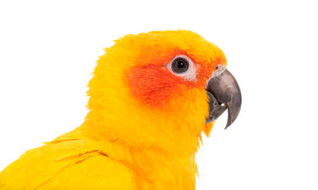 Sun parakeet, bird, Aratinga solstitialis, isolated on white