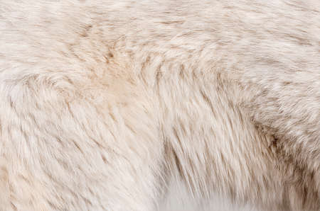 Macro detail of Berger blanc suisse dog hair