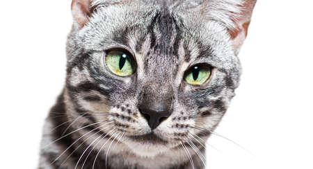 Close-up on a green eyed silver Bengal cat, isolated on whiteの写真素材