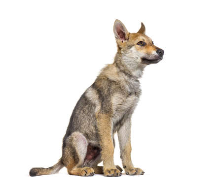 American wolfdog puppy, three months old, sitting, isolated in white
