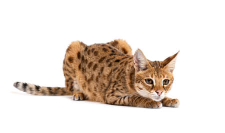 Savannah F1 cat lying down, Isolated on white