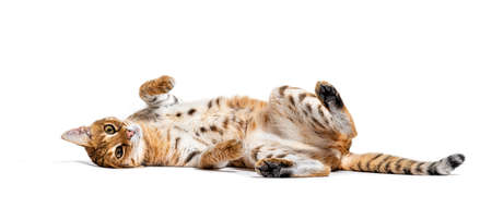 Savannah F1 cat lying down, Isolated on whiteの写真素材
