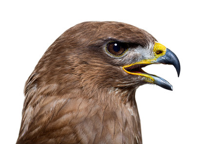 Side view of a common buzzard bird, Buteo buteo; isolated on white