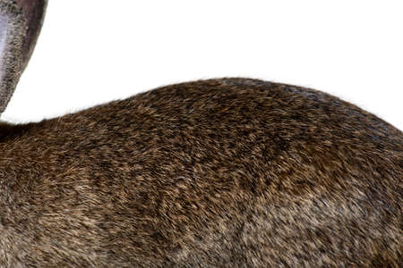 Macro of European rabbit hairの写真素材