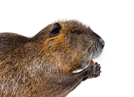 head shot Side view of a Nutria or Coypu, Myocastor coypus, isolated on whiteの写真素材