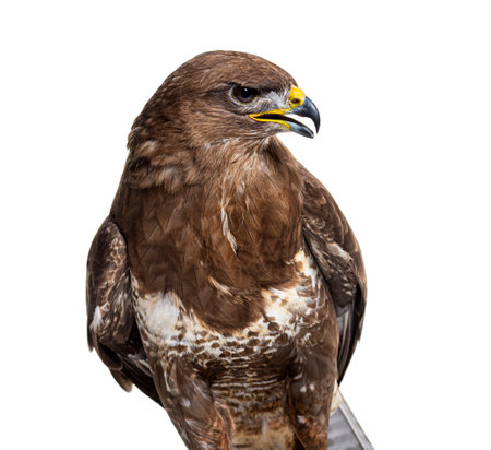 Side view of a common buzzard bird, Buteo buteo; isolated on white
