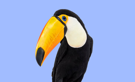 Head shot of a Toucan toco on a violet backgroundの写真素材