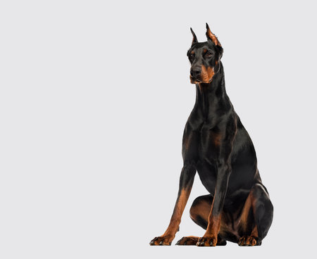Doberman Pinscher dog sitting cutted ears on grey backgroundの写真素材
