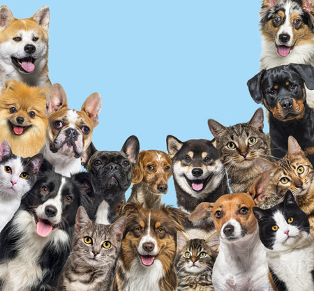 Large group of cats and dogs looking at the camera on blue backgroundの写真素材
