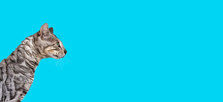 silver bengal cat looking away on blue backgroundの写真素材