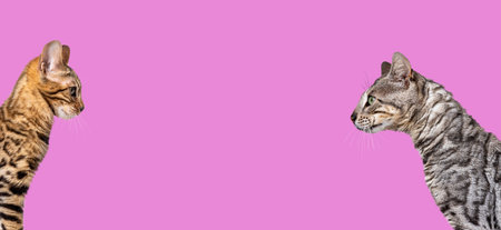 Brown and silver bengal cat looking at each other on pink background