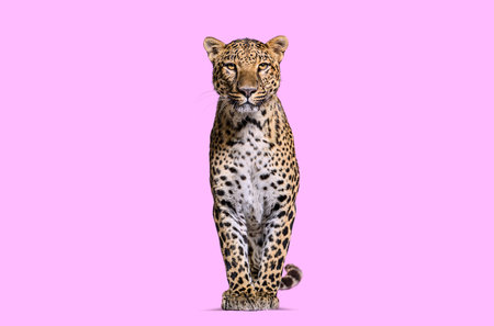Spotted leopard standing in front and facing at the camera on a pink backgroundの写真素材