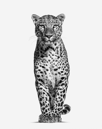 Black and white image of a Spotted leopard standing in front and facing at the camera, isolated on whiteの写真素材