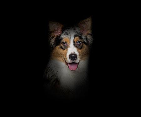 head shot of a panting Bleu merle border collie odd-eyed, on black backgroundの写真素材