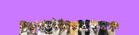 Many dogs head shot looking at the camera on Purple backgroundの写真素材