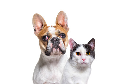 Head shot of French bulldog and a crossbreed cat together isolated on whiteの写真素材