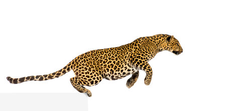 Side view of a spotted leopard leaping, panthera pardus, isolated on whiteの写真素材