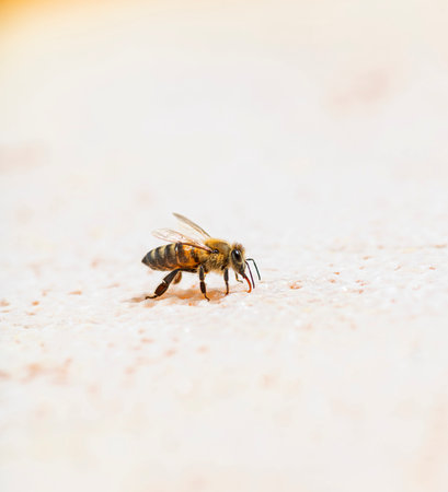 Honey bee eating honey on the frame of a hive where wax remains, isolated on a white background