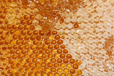 Close-up on the honeycombs of a hive frame full of dripping honey