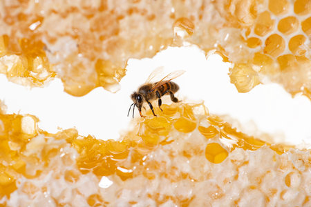 Bee eating honey with its tongue. View through pieces of honeycomb from hive frame