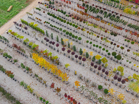 Aerial view of a tree nursery with yellow, red and red green plants, arranged in a row, during autumn. Plants in autumn colours, Alsace, France, Europeの写真素材